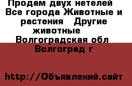 Продам двух нетелей - Все города Животные и растения » Другие животные   . Волгоградская обл.,Волгоград г.